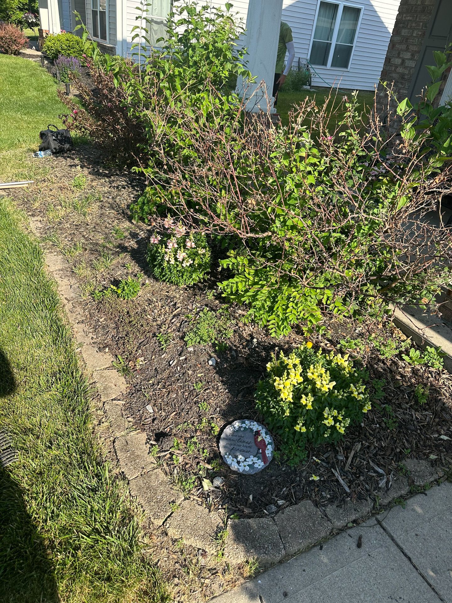 Flowerbed with shrubs, mostly brown branches with green leaves, beside a sidewalk and grass.
