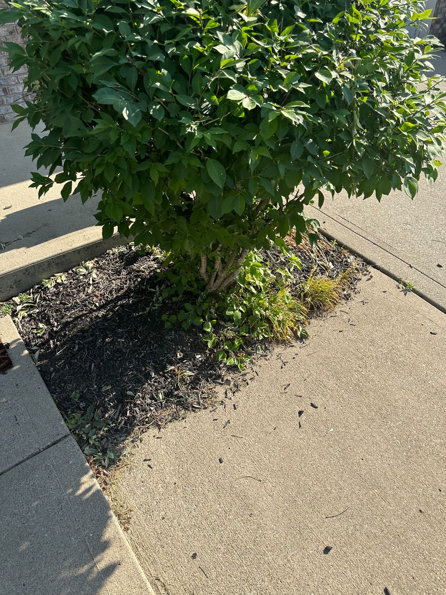 Green leafy bush in mulch bed next to a sidewalk.