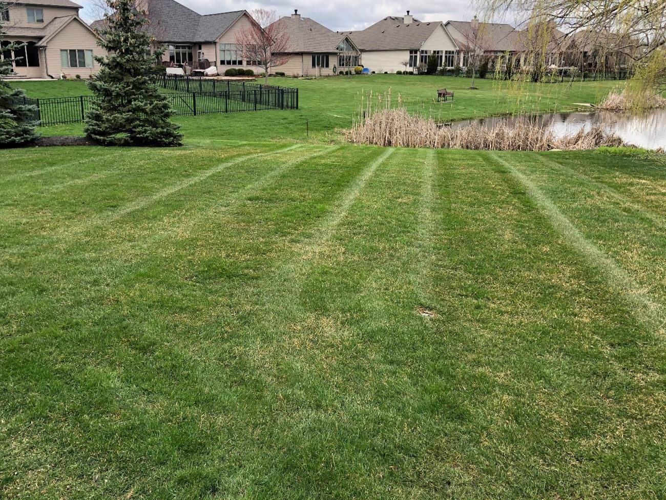 Lawn with striped patterns, lake, houses in the background, green grass, light brown reeds, and cloudy sky.