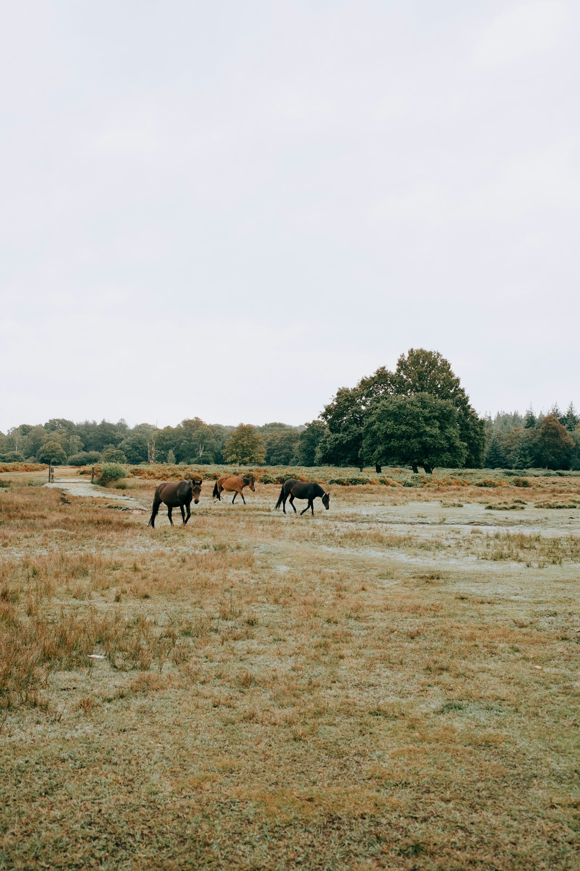 Two young boys are laying on the grass and talking to each other.