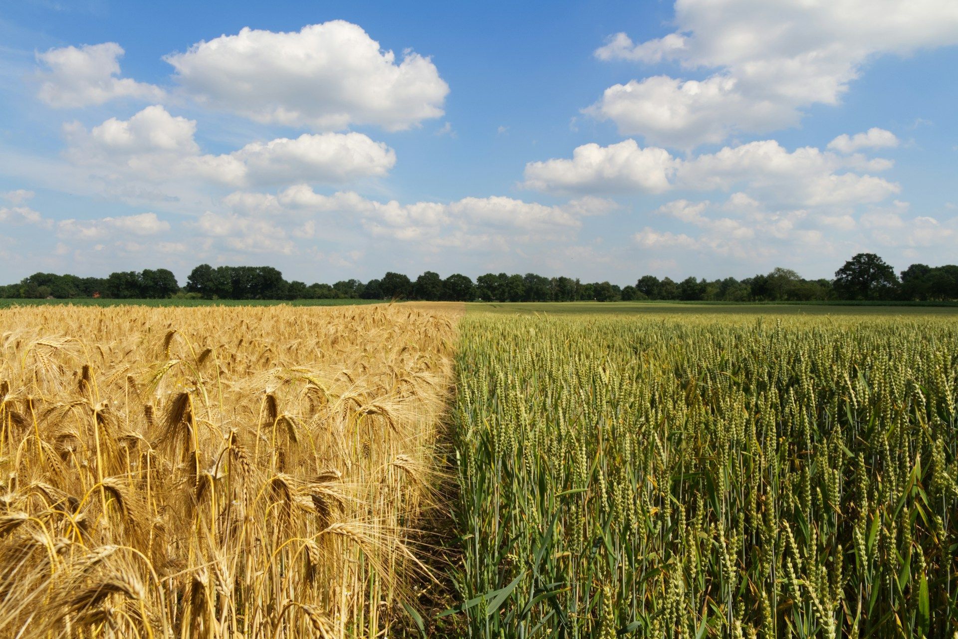 Two young boys are laying on the grass and talking to each other.
