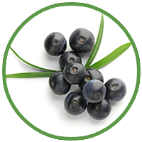 Acai