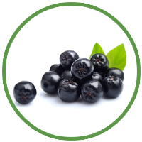 Aronia