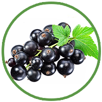 Blackcurrant