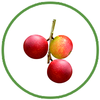 Camu Camu