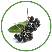 Elderberry