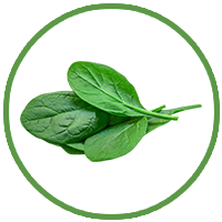 Spinach