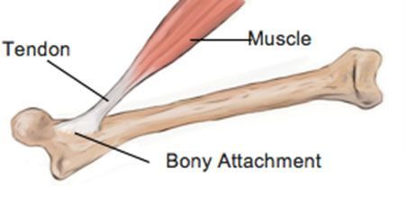 A diagram of a bone with a tendon and muscle attached to it - Springfield Central, QLD - Orion Family Physiotherapy