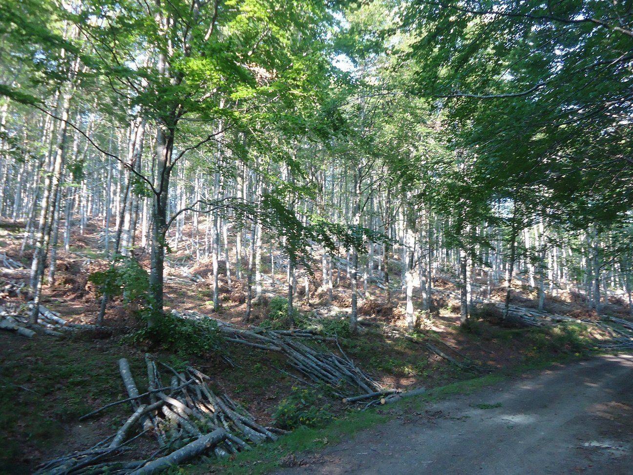 FORESTAZIONE E MANUTENZIONE