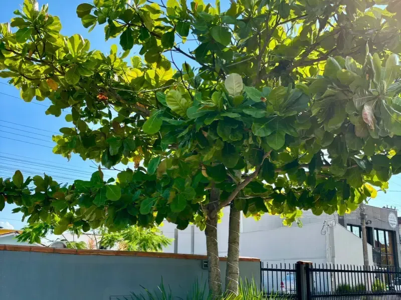 Árvore com folhas grandes e verdes; tronco cinza; em frente a um prédio e cerca em um dia ensolarado.
