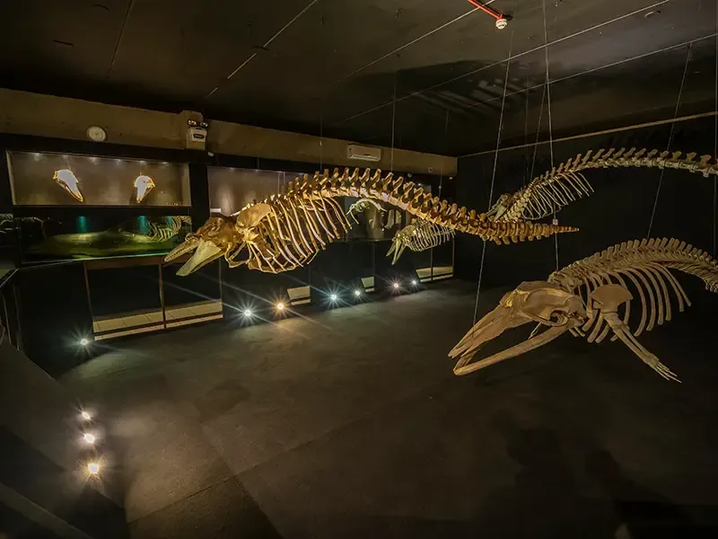 Esqueletos de baleias pendurados em uma exposição escura de museu.