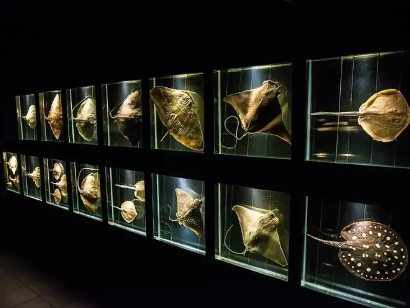 Exposição de arraias em cativeiro, iluminadas em uma sala escura. Cada arraia está montada, apresentando formatos e tamanhos variados.