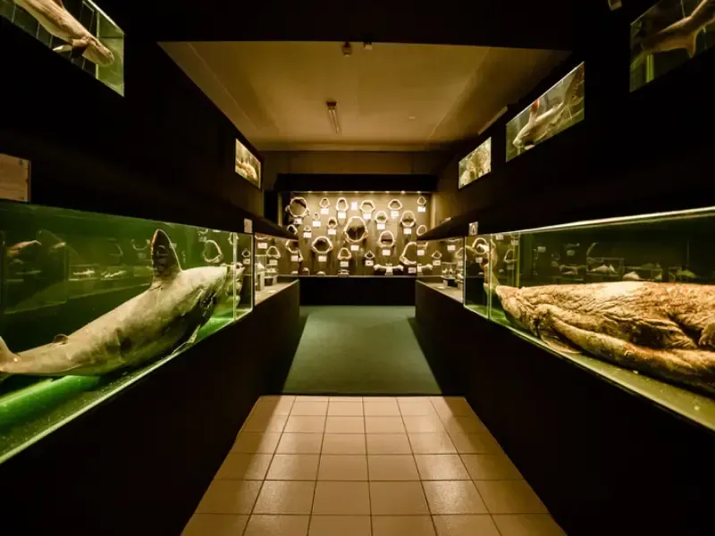 Exposição de museu com espécimes marinhos preservados em tanques de vidro, interior escuro.