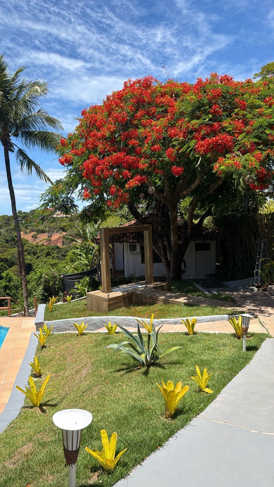 Uma árvore florida e vibrante, com flores vermelho-alaranjadas brilhantes, ergue-se atrás de um gramado decorado com bromélias amarelas.