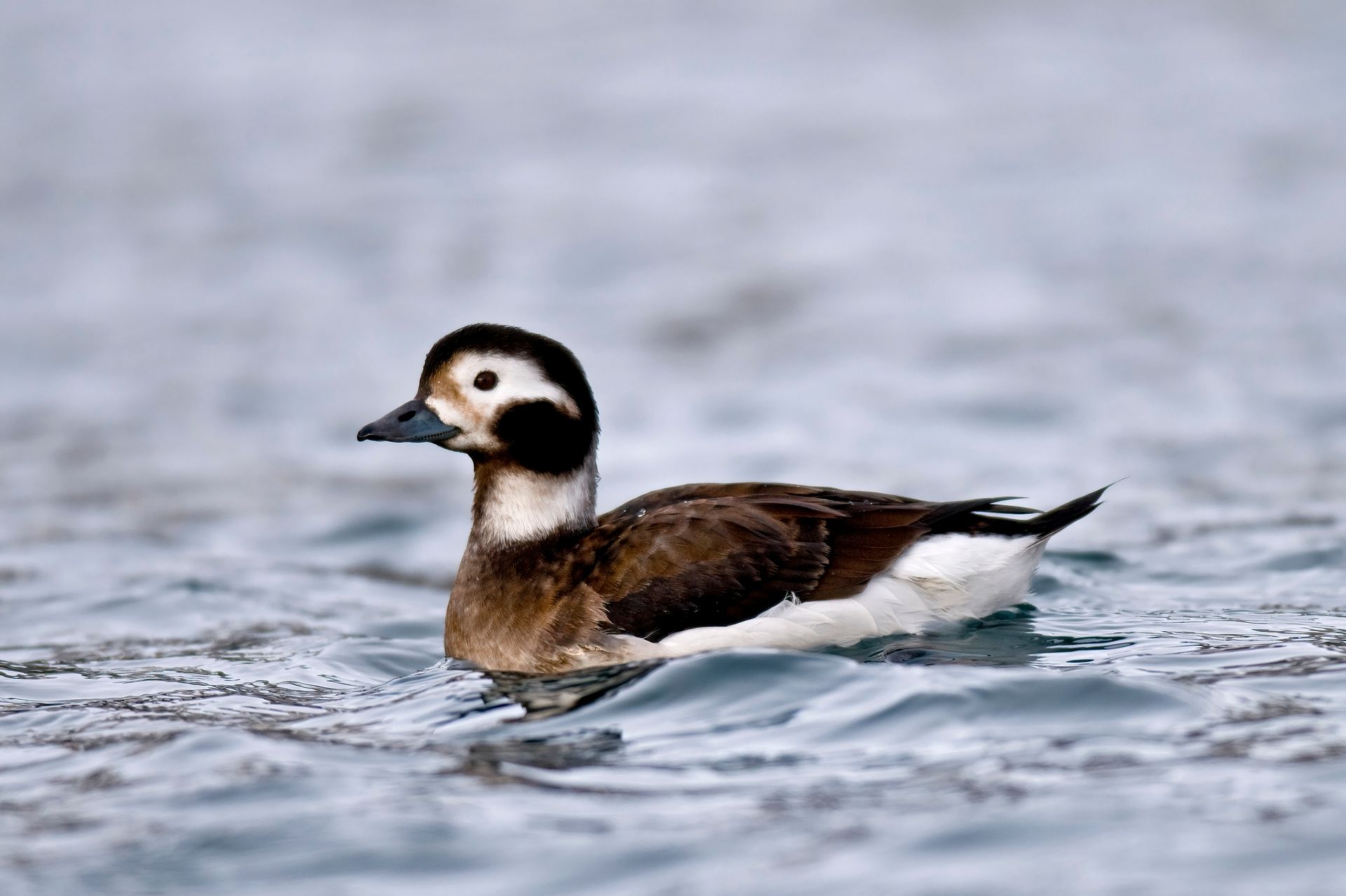Long-tailed duck (Credit: Axel Halley)