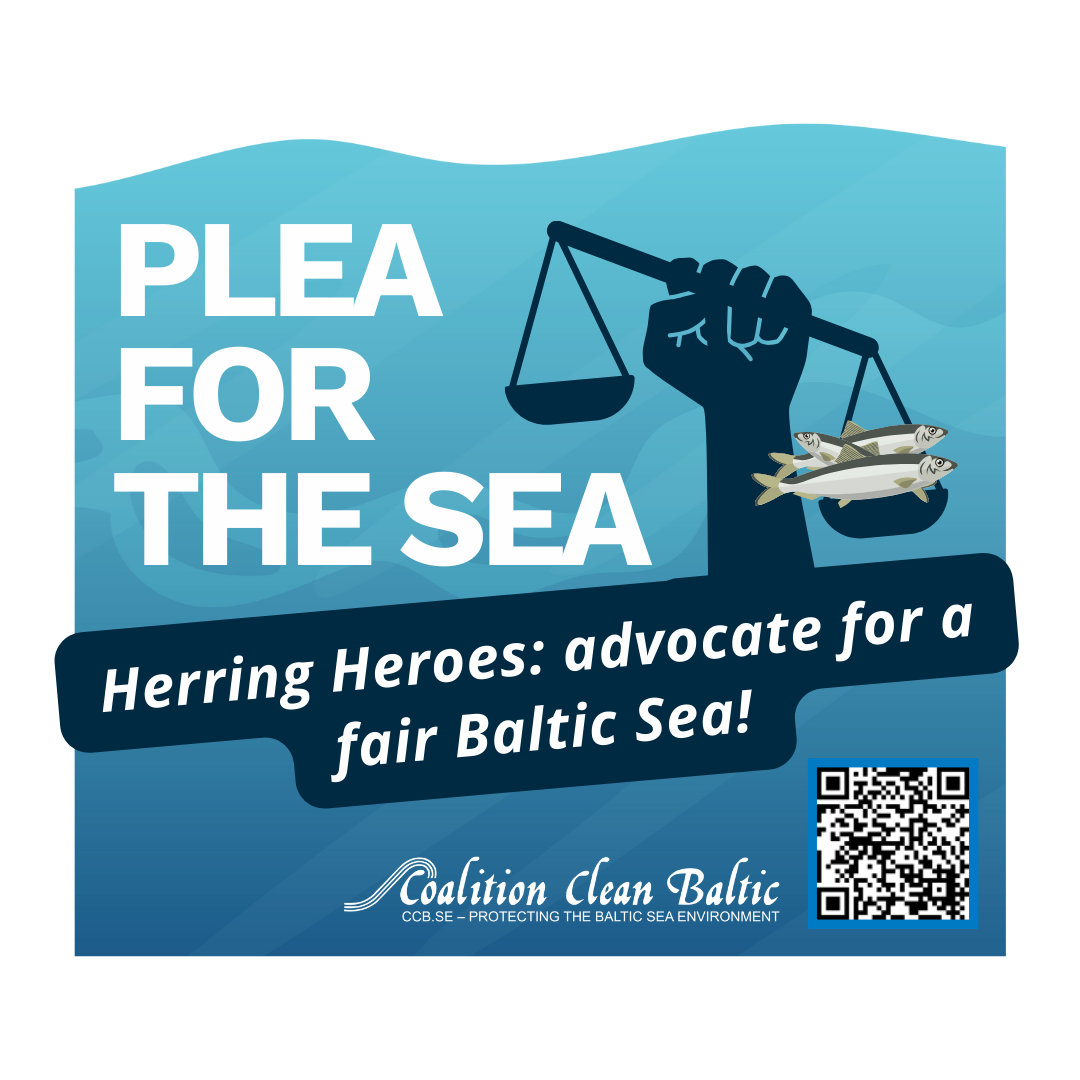 Coalition Clean Baltic - Baltic herring