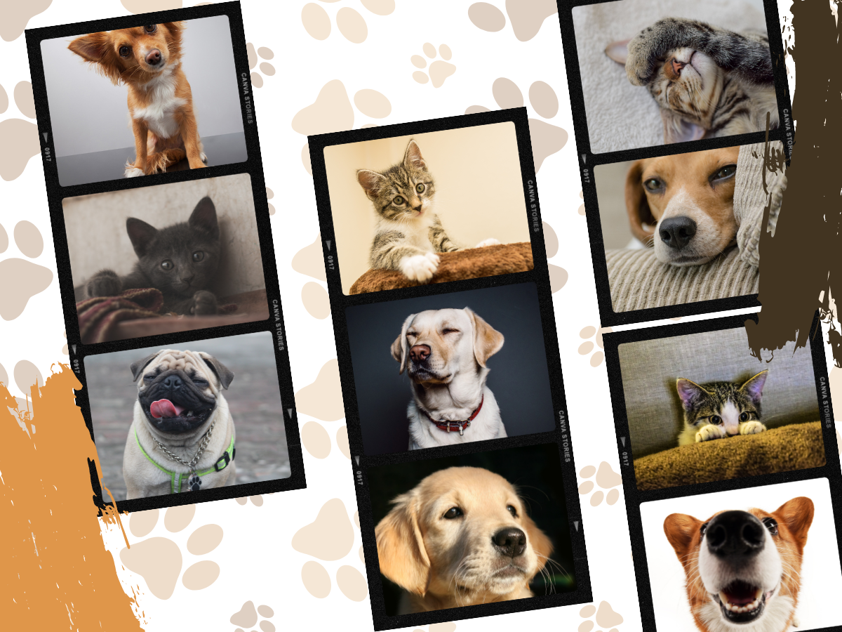 How to Get the Best Pet Photos Annex Photo Toronto