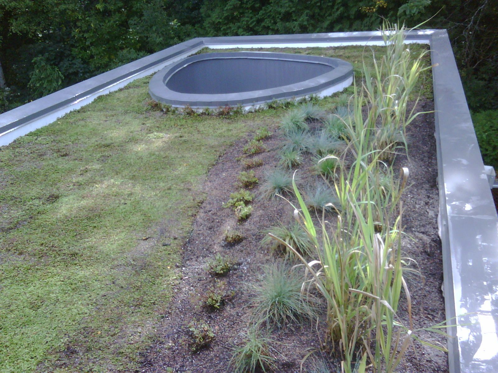 A green roof with a pond in the middle of it