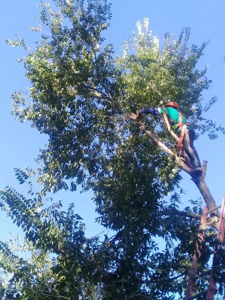 Un hombre está trepando un árbol con una motosierra.