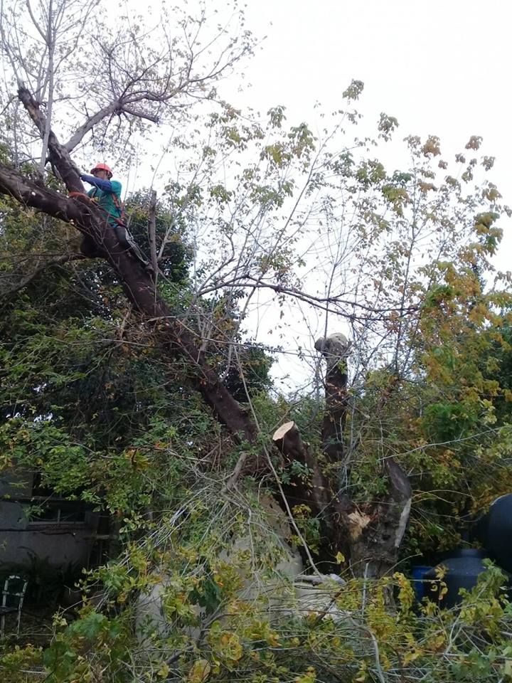 Un hombre está trepando un árbol con una motosierra.