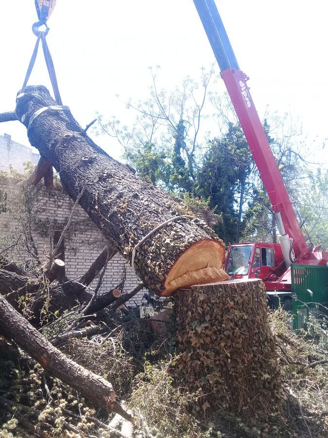 Un árbol grande está siendo levantado por una grúa.