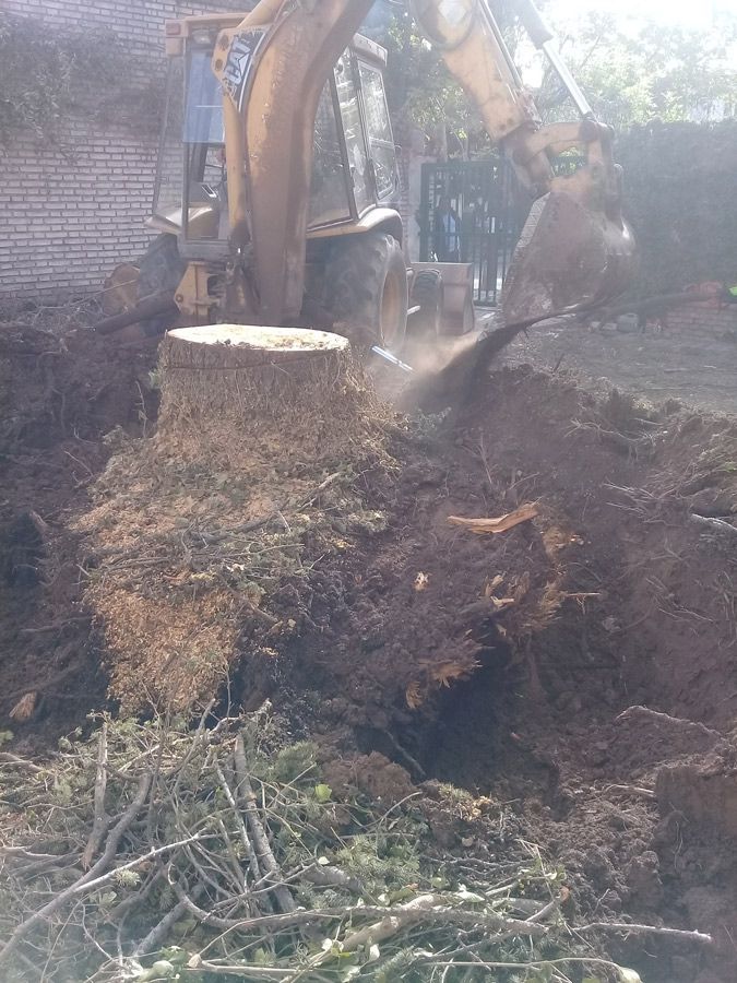 Se está quitando un gran tocón de árbol con una excavadora.
