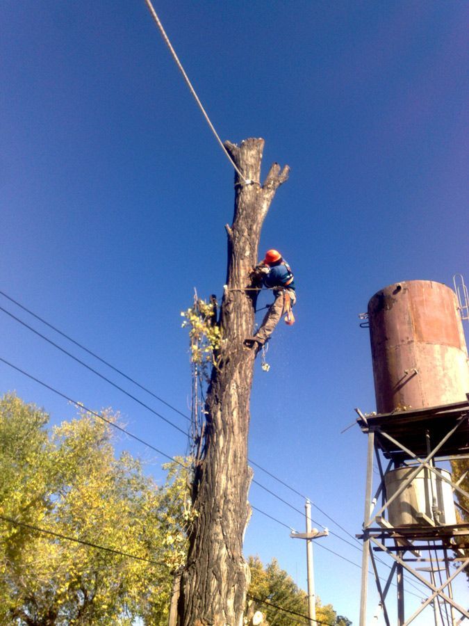 Un hombre está trepando a un árbol al lado de una torre de agua.