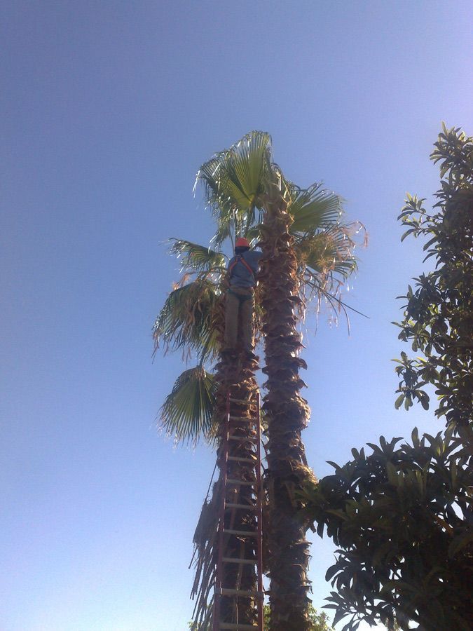 Un hombre en una escalera sube a una palmera.