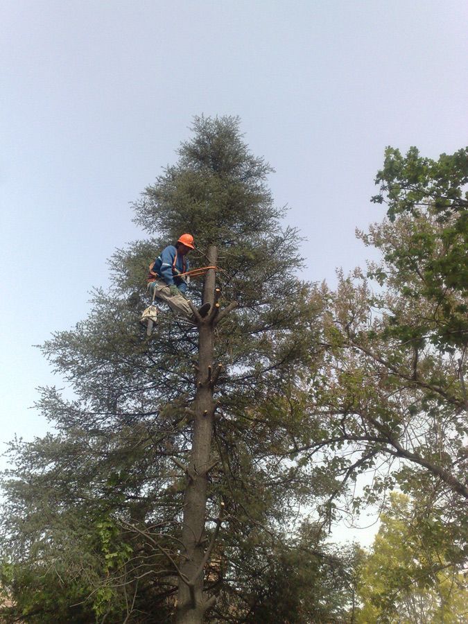 Un hombre está cortando un árbol con una motosierra.