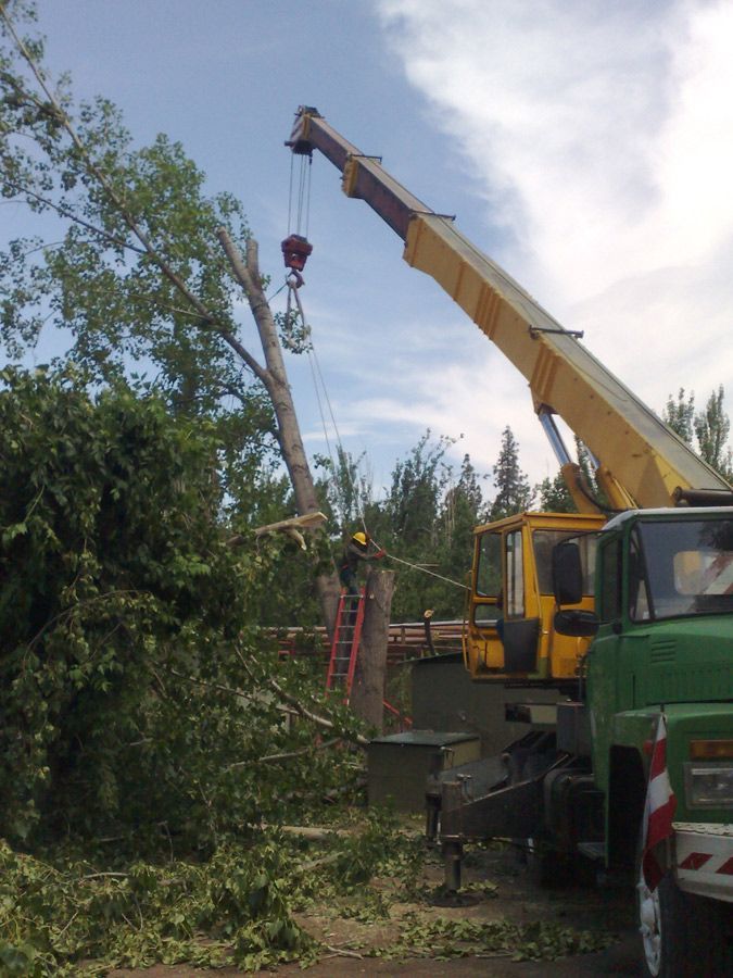 Una grúa amarilla está levantando un árbol en el aire.