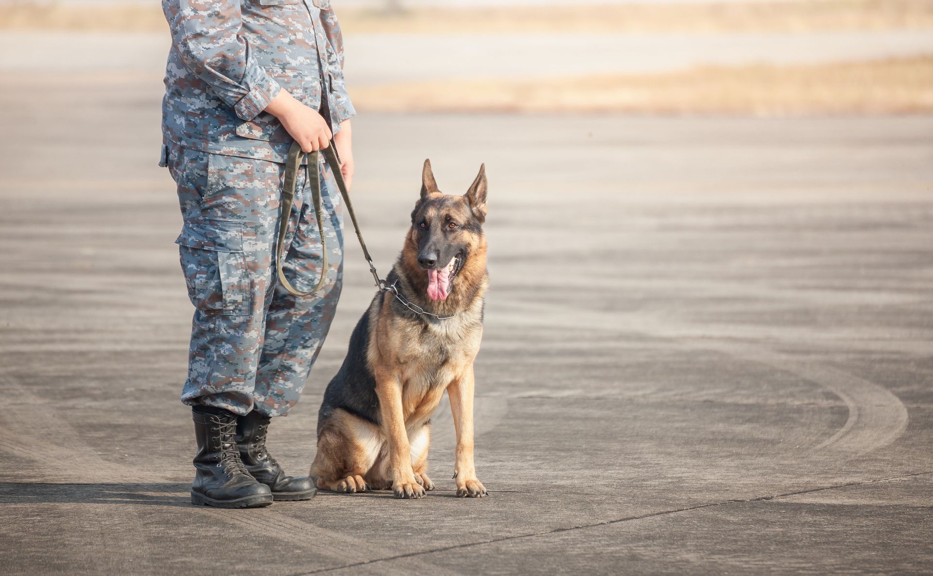Man in camouflage stands with a German Shepherd dog on a concrete surface.