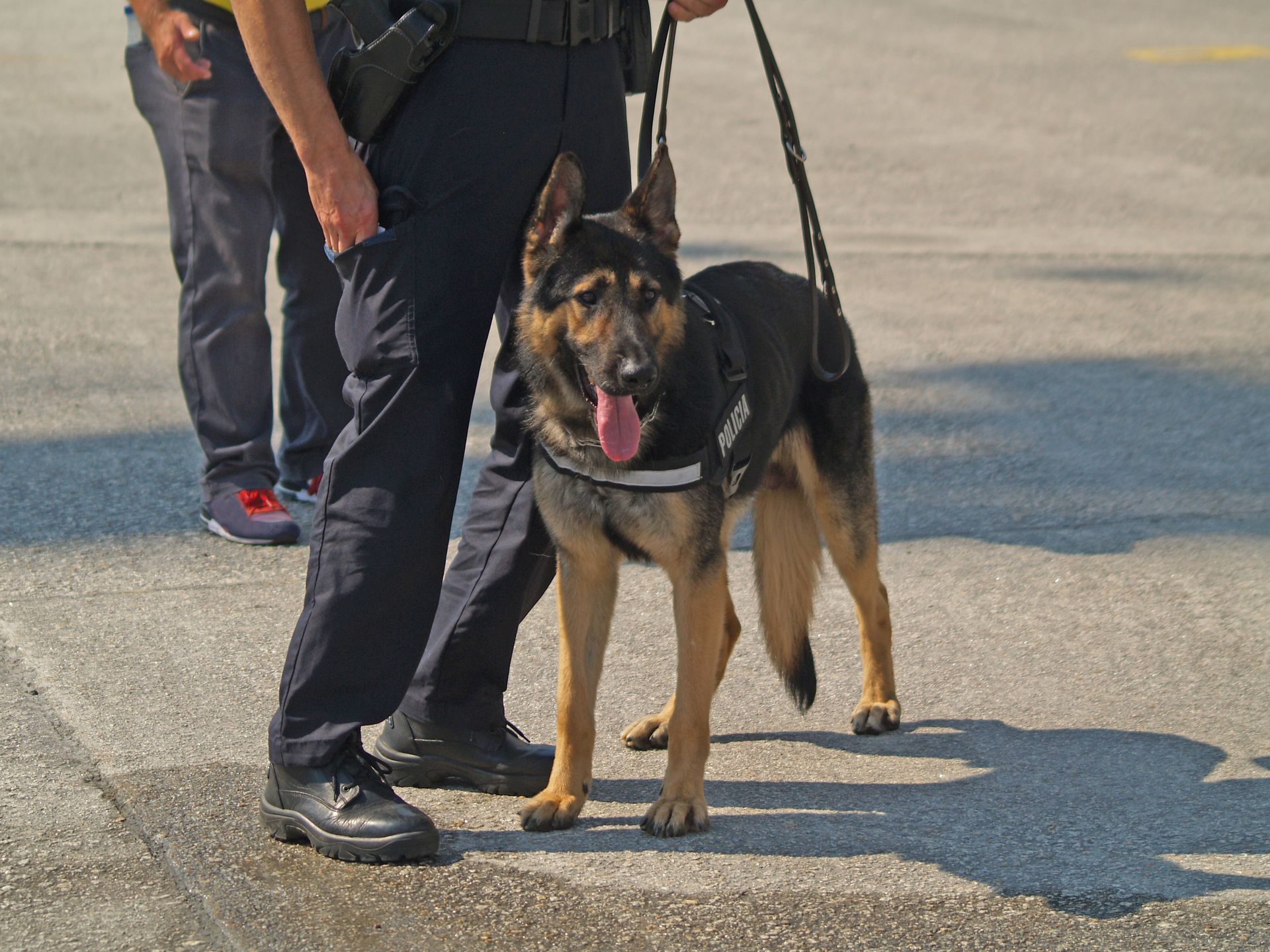 Police officer with a German Shepherd dog, standing on concrete. Dog has a harness, tongue out.