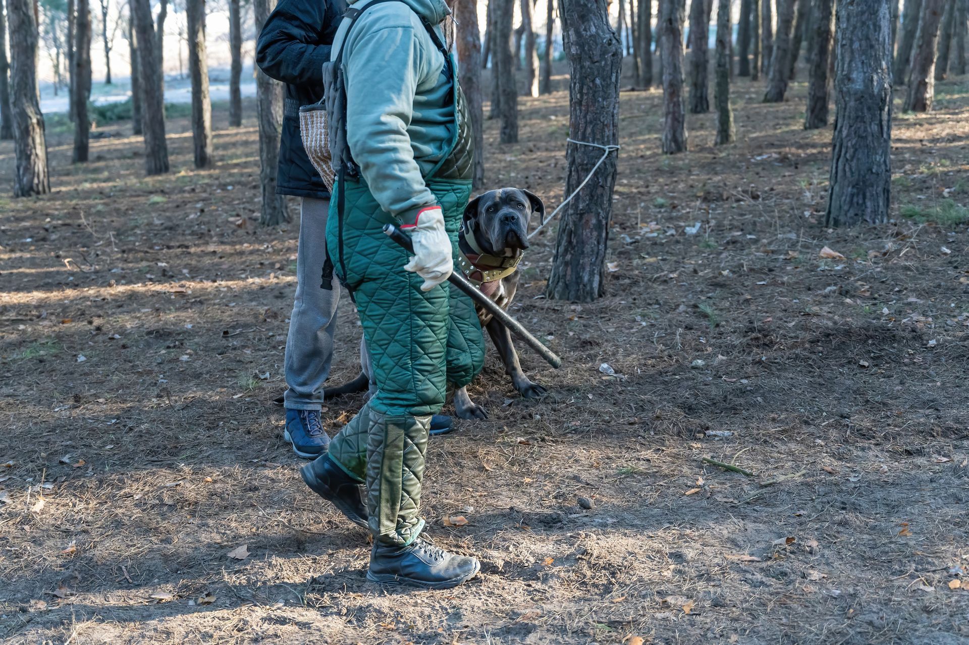 Two people walking with a dog in a forest, one person in green protective gear, holding a stick.