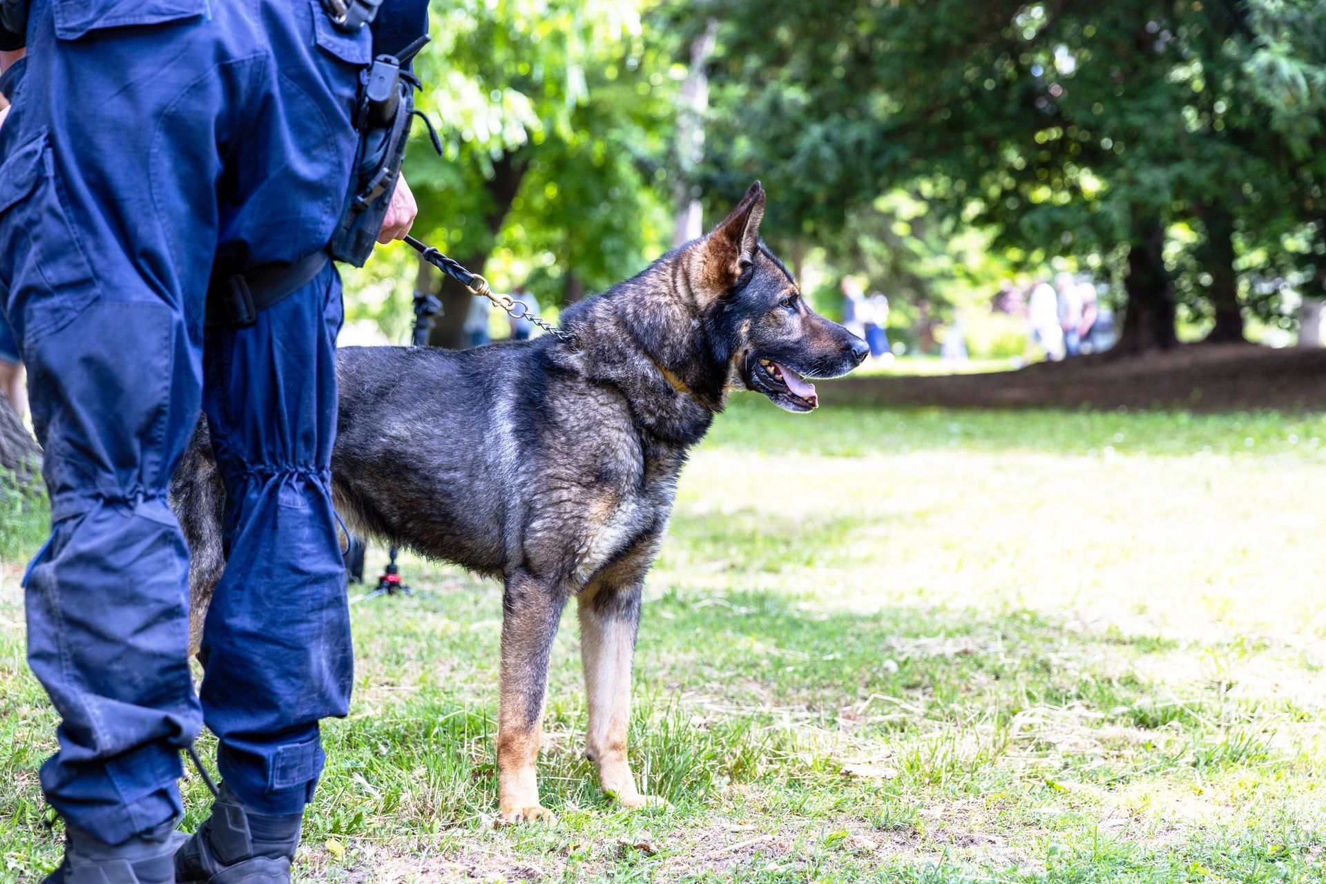 Police officer and German Shepherd dog standing on grass in a park.