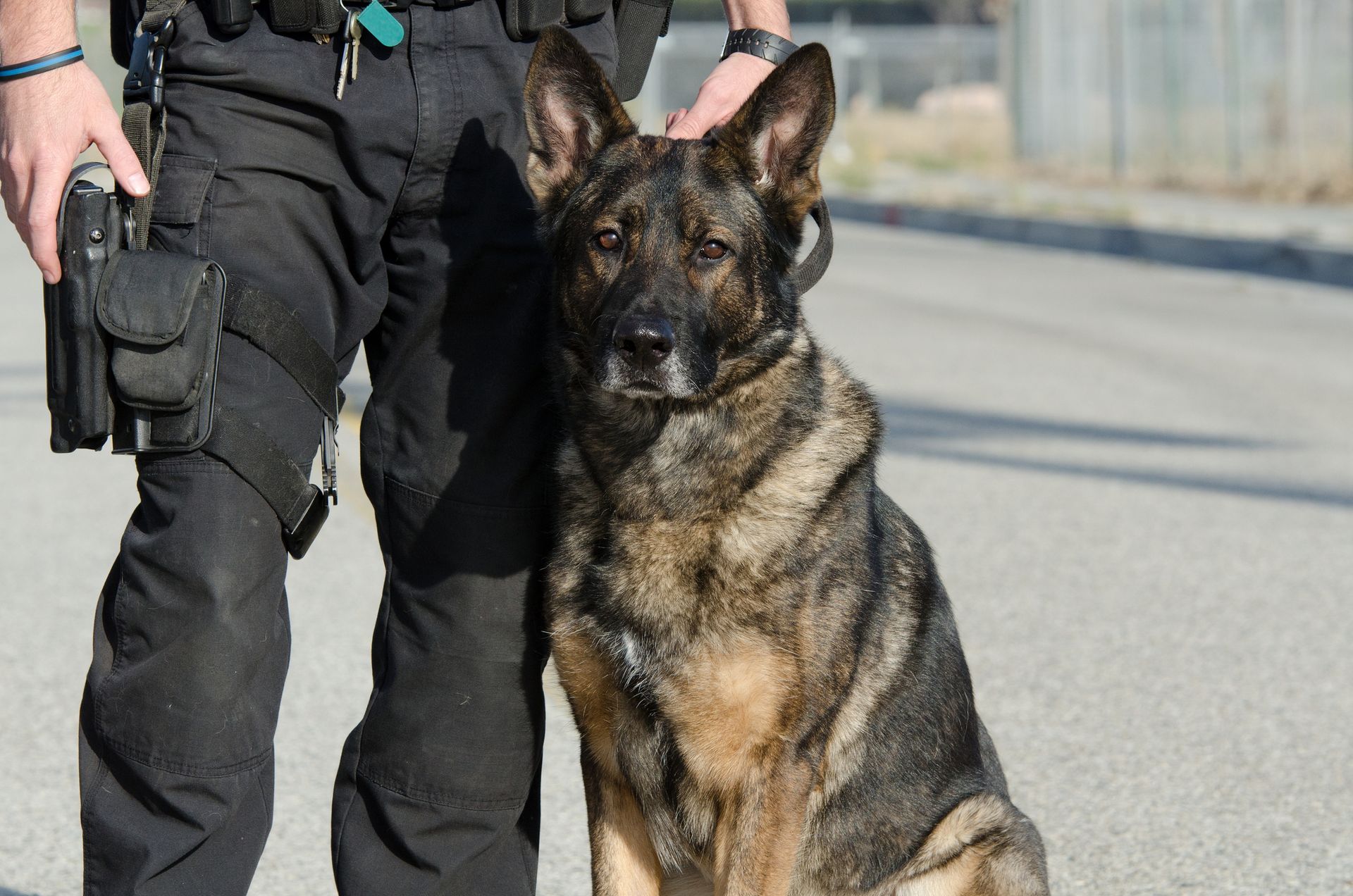 Police dog (German Shepherd) sits next to officer in uniform on asphalt road.