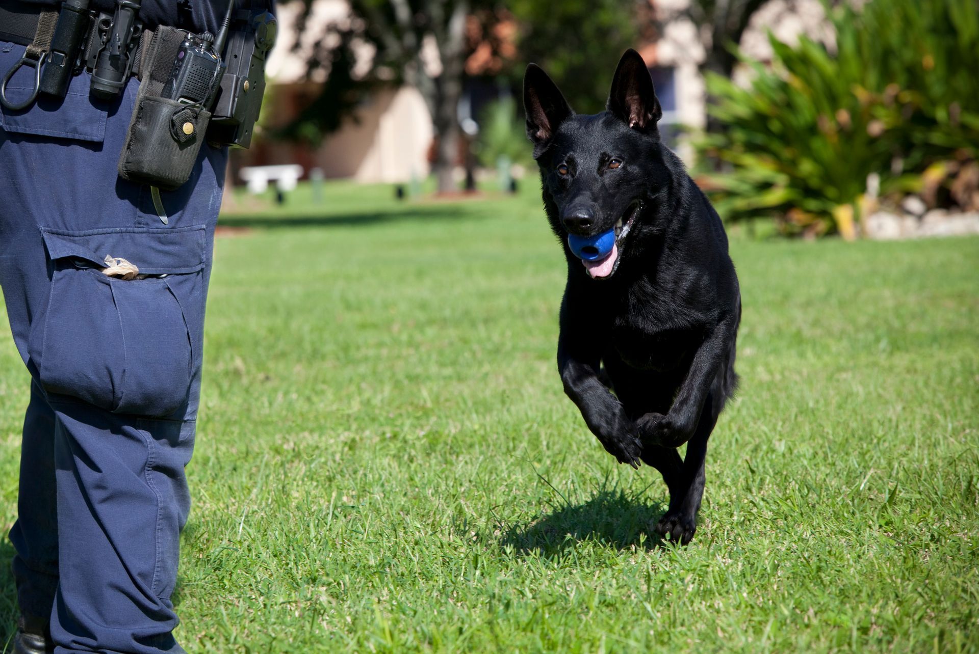 Black police dog running on grass, approaching handler with blue ball.