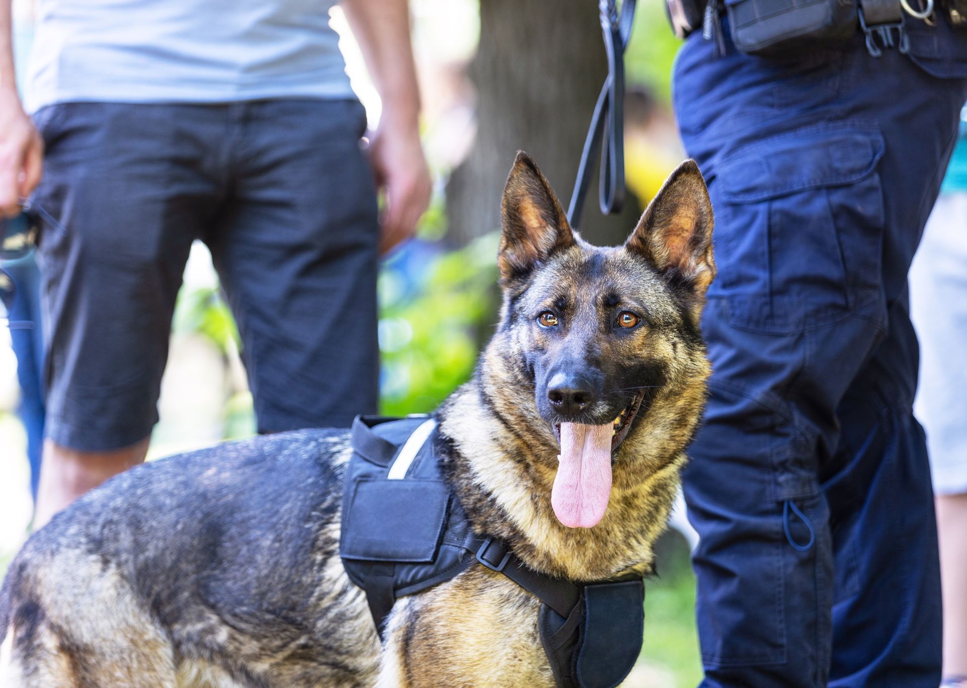 German Shepherd police dog with officer; outdoors, tongue out, smiling.