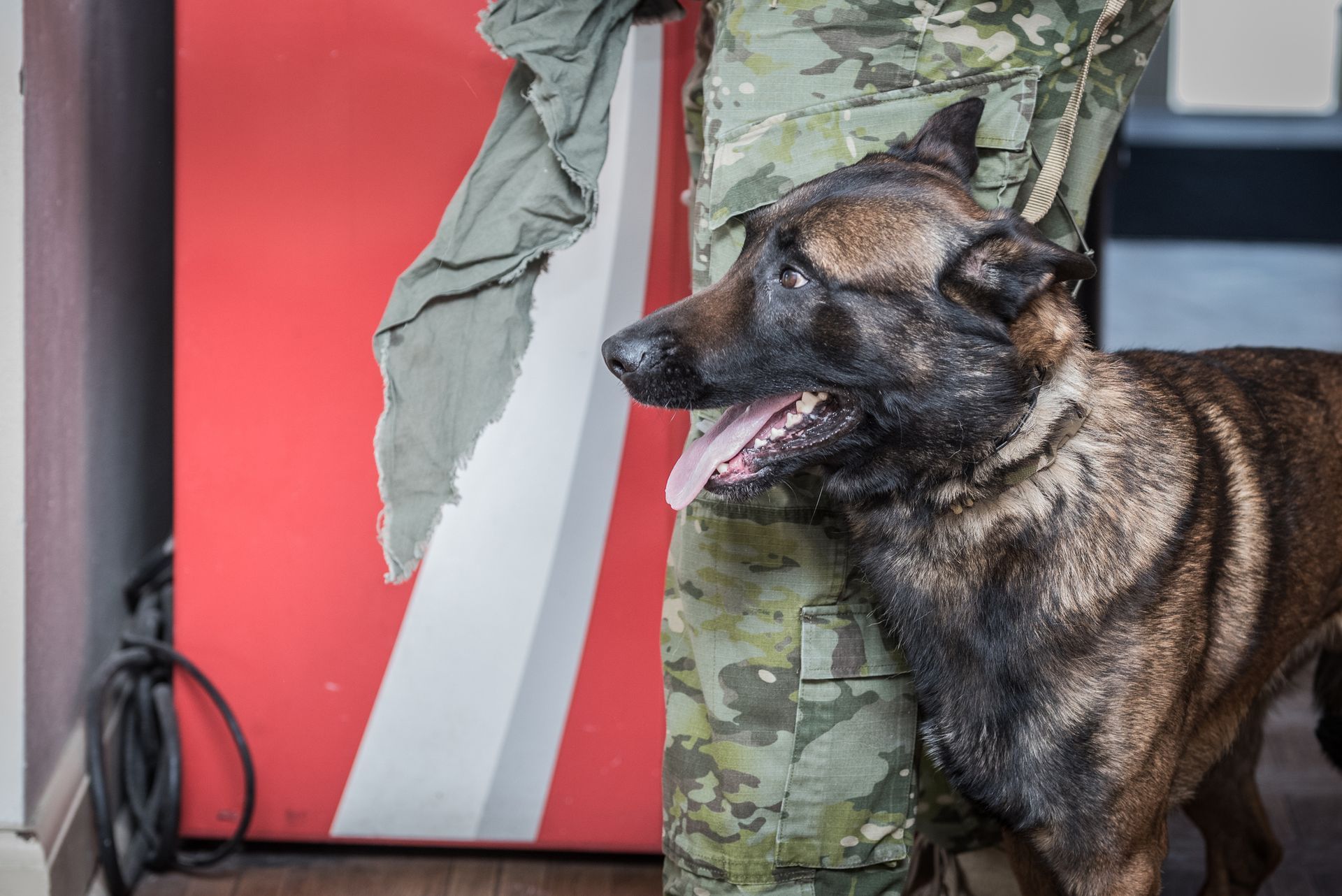 Military dog with handler, next to a red and white cabinet. Dog is brown, panting, and looking to the side.