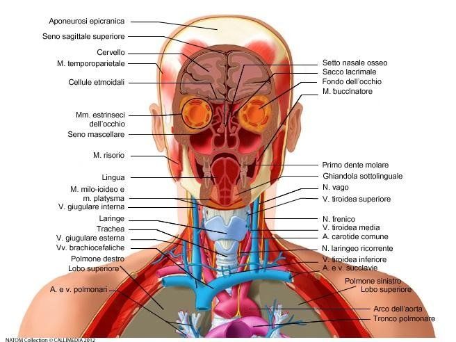 diagnosi e cura malattie orecchie