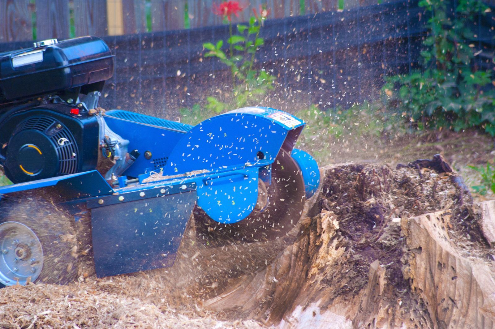 A blue stump grinder is cutting a tree stump in a yard.