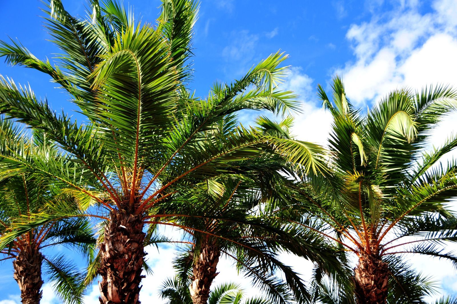 A group of palm trees against a blue sky with clouds