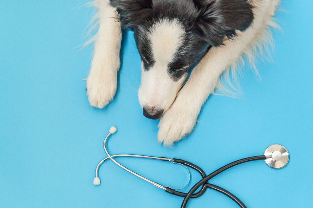Dog With Black and White Fur — Yandina Vet Clinic in Yandina, QLD