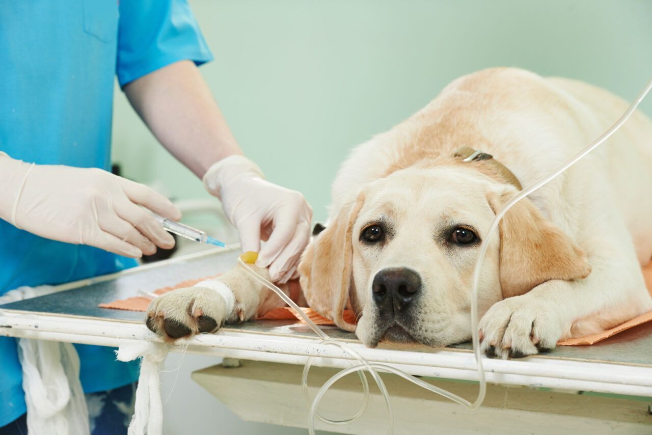 A Yellow Labrador Dog on a Veterinary Table Receiving an Iv — Yandina Vet Clinic in Yandina, QLD