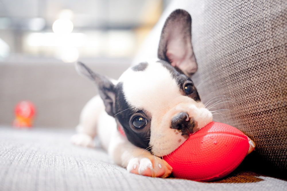 French Bulldog Puppy, Black and White, Chews a Red Toy Football on a Gray Sofa — Yandina Vet Clinic in Yandina, QLD