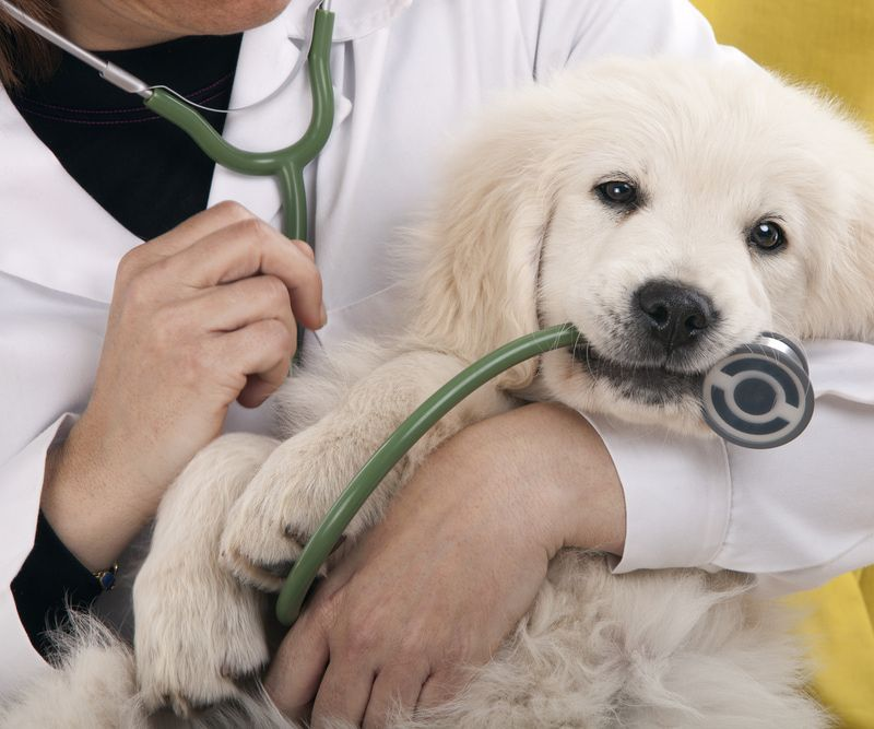 Veterinarian examining a fluffy white puppy with a stethoscope  — Yandina Vet Clinic in Yandina, QLD