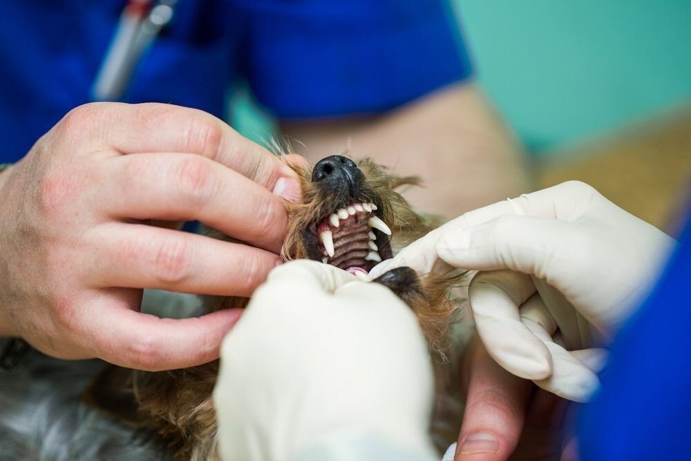 Veterinarians Examine a Small Dog's Teeth in a Clinic Setting — Yandina Vet Clinic in Yandina, QLD