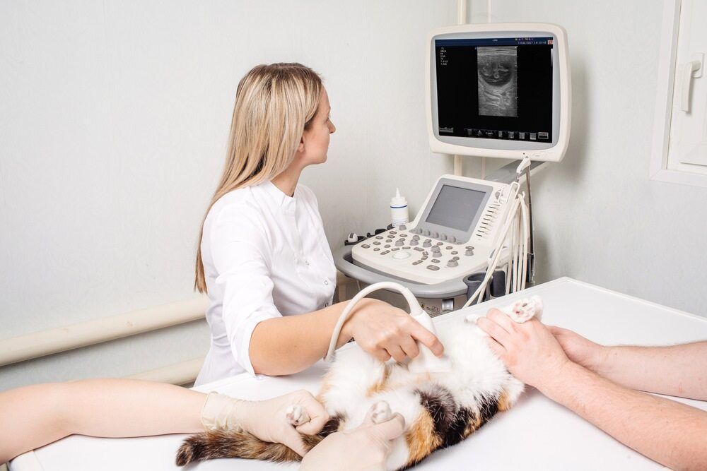 Veterinarian Giving a Cat an Ultrasound. Blond Woman in White Scrubs — Yandina Vet Clinic in Coolum, QLD