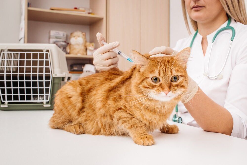 Veterinarian Giving an Orange Cat a Shot. Cat is on a Table, Next to a Carrier — Yandina Vet Clinic in Eumundi, QLD