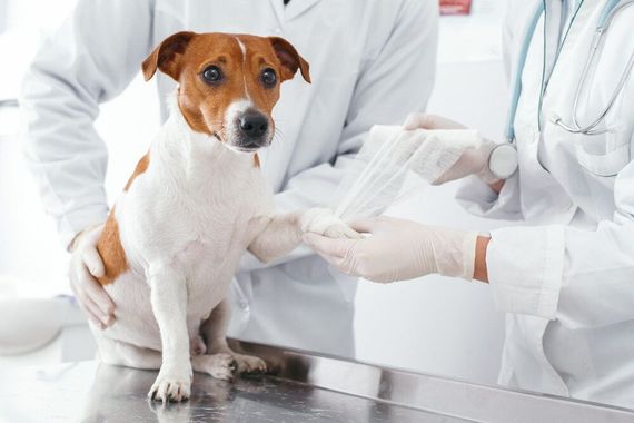 Dog Getting Paw Bandaged by Vet in a Clinic — Yandina Vet Clinic in Yandina, QLD