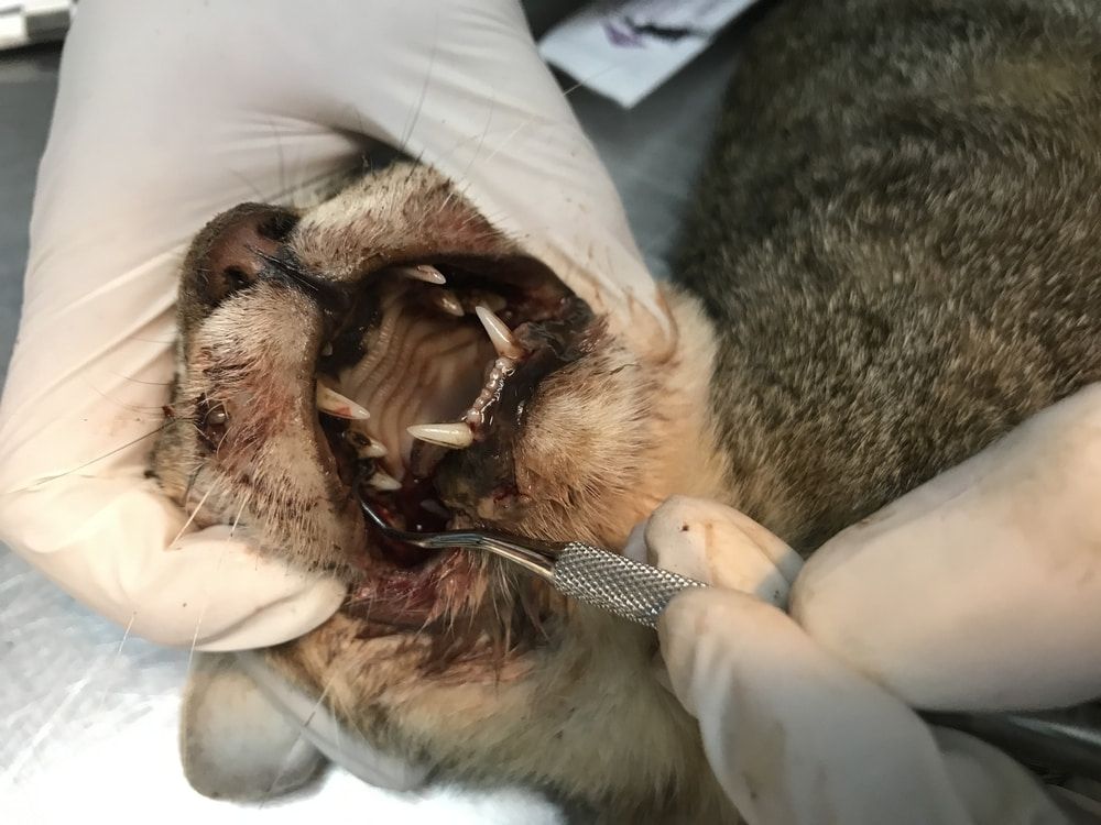 Cat's Mouth Open, Being Examined by Gloved Hands With Dental Tools, Close-up — Yandina Vet Clinic in Coolum, QLD